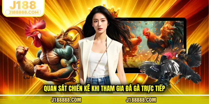 Quan sát chiến kê khi tham gia đá gà trực tiếp