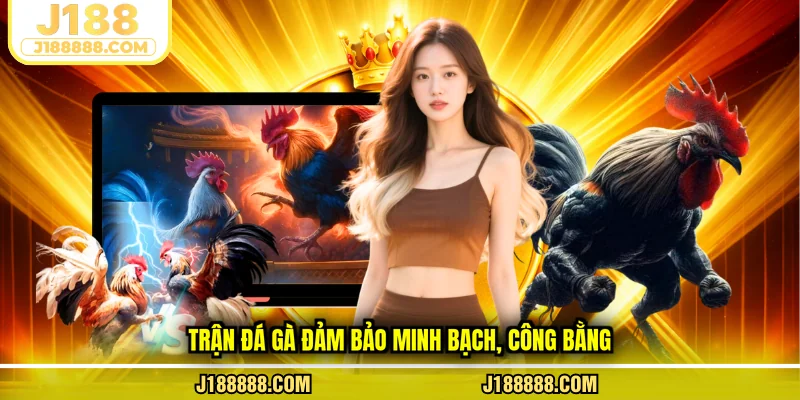 Trận đá gà đảm bảo minh bạch, công bằng